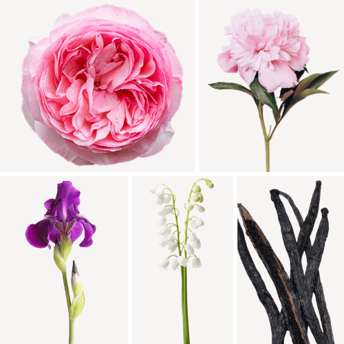 Preview: Duftnoten: Zentifolie, Pfingsrose, Schwertlilie, Maiglöckchen, Vanille